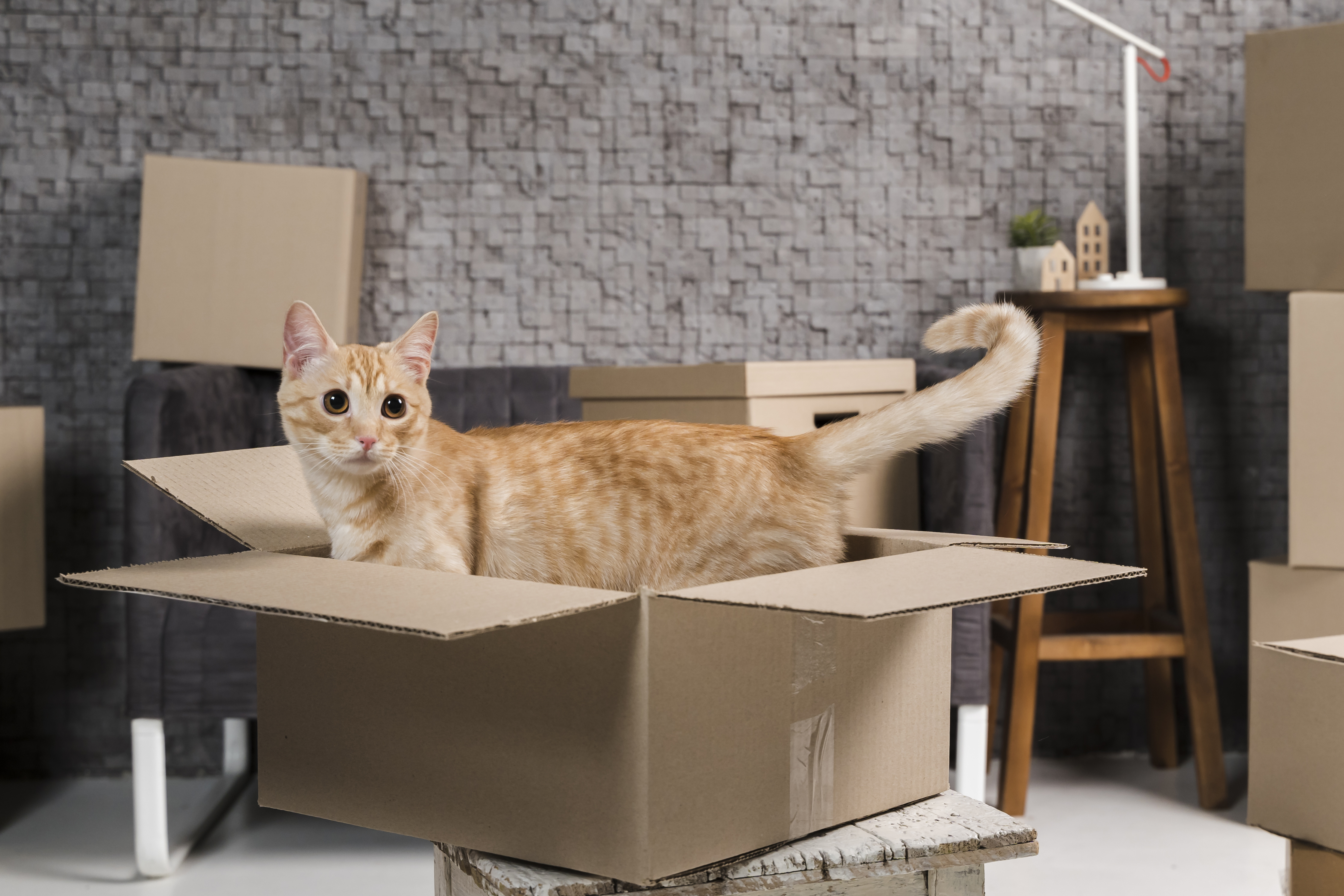 A tabby cat standing in a cardboard box inside a home