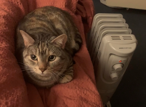 Willow the tabby cat lying next to a heater