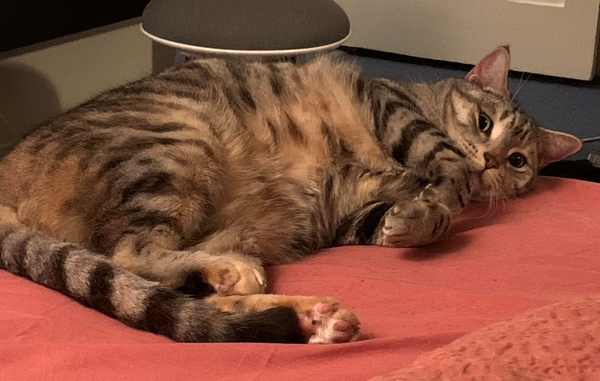 Willow the tabby cat lying at the foot of the bed