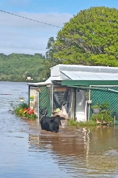 A cow wading past a flooded home in a Tweed Chinderah land lease community.
