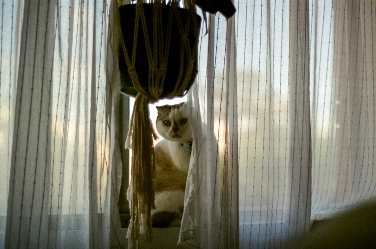 A cat peering out from behind a curtain