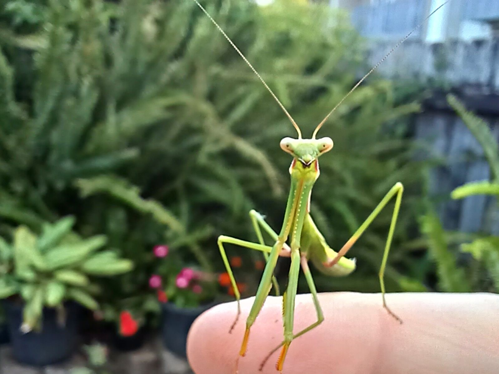 A praying mantis on a finger
