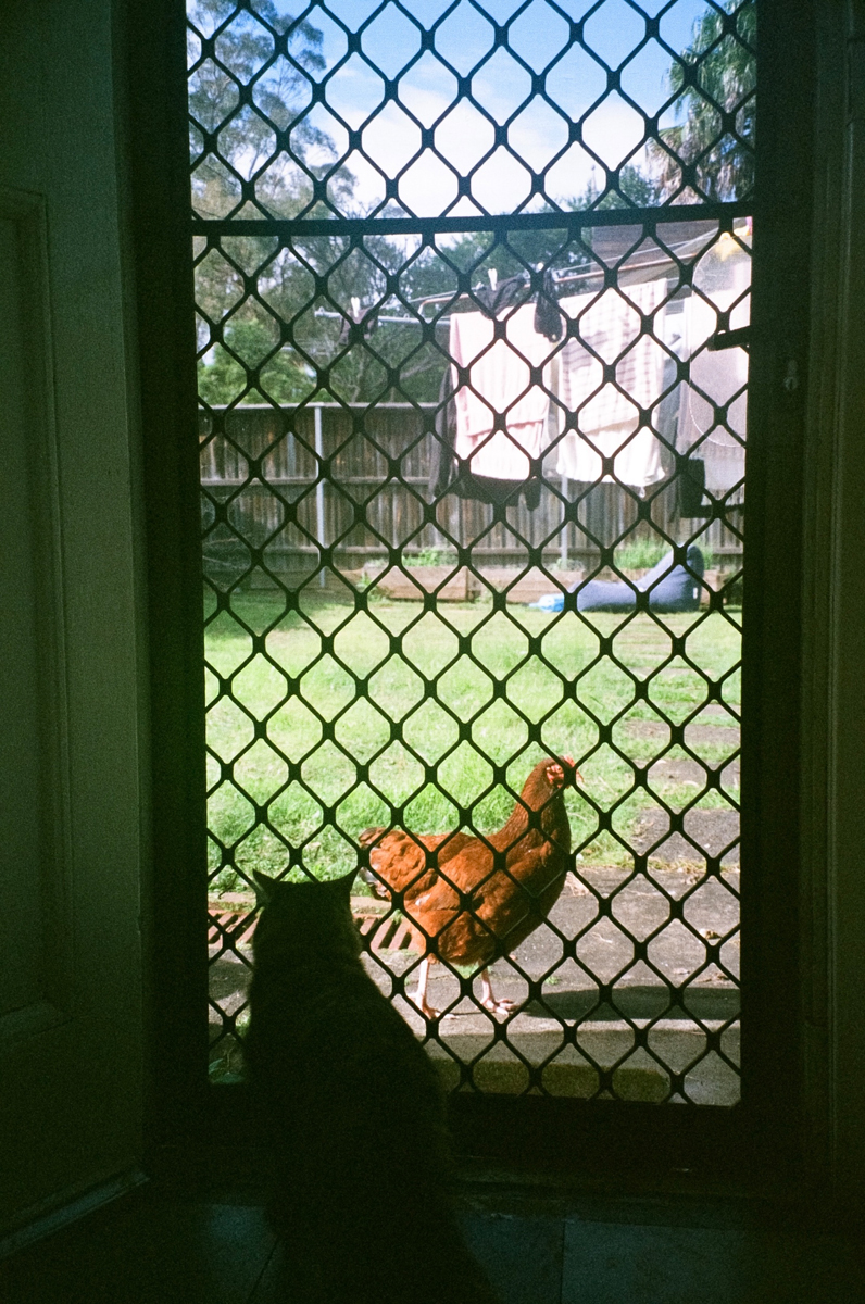 A chicken and a cat looking at each other through a screen door