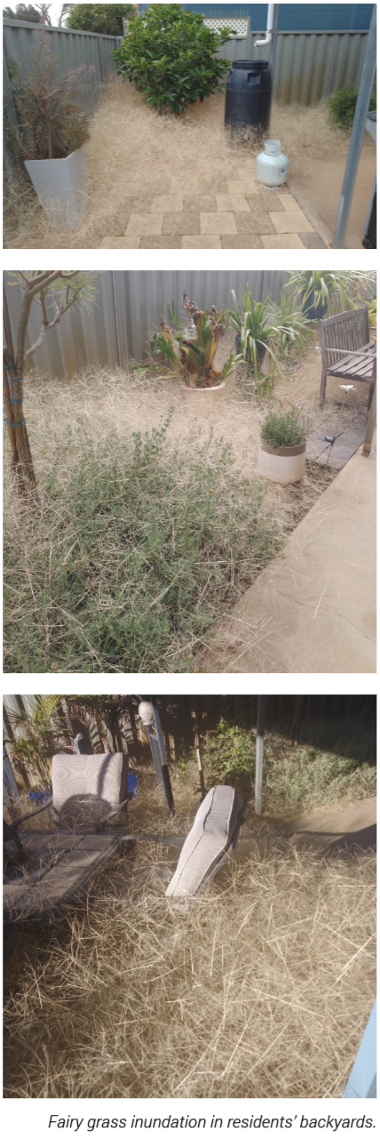 Fairy grass in backyards